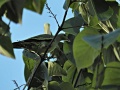 Pink-necked green pigeon 1.jpg