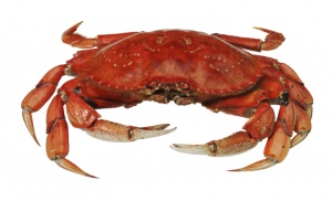 Cangrejo - crab.jpg