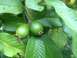 Bubut - unripe and immature guava.jpg