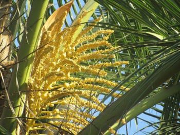 Gabaybay - Coconut flower.jpg