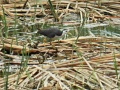 White-breasted waterhen 1.jpg