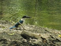 White-collared kingfisher 4.jpg