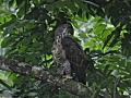 Pinsker's Hawk-Eagle.jpg