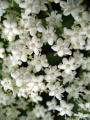 Sambucus nigra 02.jpg