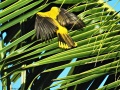 Black-naped oriole 6.jpg