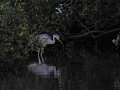 Grey heron 1.jpg