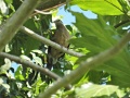 White-eared brown dove 4.jpg