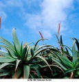 Aloevera03.jpg