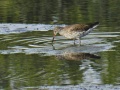 Common redshank 1.jpg