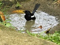 Philippine magpie-robin 1.jpg