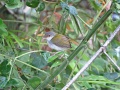 Rufous-fronted tailorbird.jpg