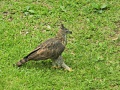 Pinsker's Hawk-Eagle 1.jpg