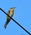 Blue-tailed bee-eater 14.jpg