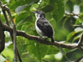 Buzzing flowerpecker.jpg