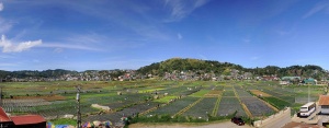 Rice Fields of La Trinidad Benguet.jpg
