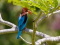 White-throated kingfisher.jpg