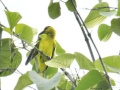 Black-naped oriole 9.jpg