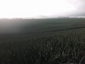Pineapple Plantation, Maligo, Polomolok, South Cotabato 6.jpg