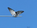 White-breasted woodswallow.jpg