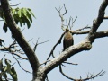 Philippine serpent eagle.jpg