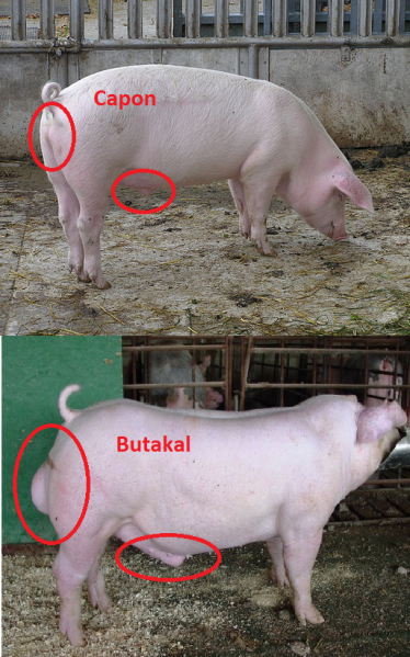 File:Capon y Butakal - Barrow and Boar.png