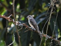 Grey-streaked flycatcher.jpg