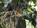 Rufous paradise flycatcher.jpg