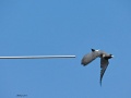 White-breasted woodswallow 3.jpg