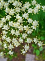 Sambucus nigra 0003.JPG