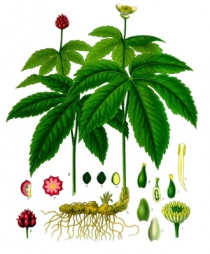 Hydrastis canadensis - Köhler–s Medizinal-Pflanzen-209.jpg