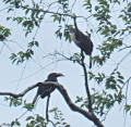 Mindanao hornbill.jpg