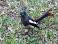 Philippine magpie-robin 2.jpg