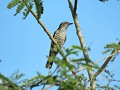 Little bronze cuckoo 2.jpg