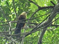 Black-faced coucal 1.jpg