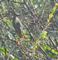 Striated heron.jpg