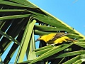 Black-naped oriole 3.jpg