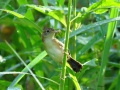 Bright capped cisticola.jpg