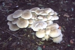 Ligbus - mushroom.jpg