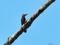 White-throated kingfisher 5.jpg