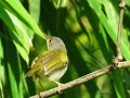 Rufous-fronted tailorbird 2.jpg