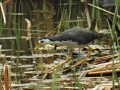 White-breasted waterhen 2.jpg