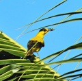 Black-naped oriole 5.jpg