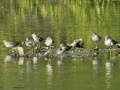 Common greenshank 1.jpg