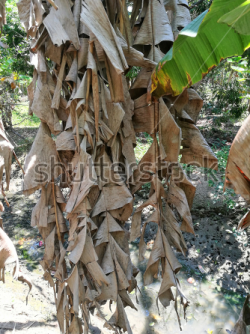 Dasah - dried banan leaves.PNG