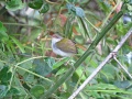 Rufous-fronted tailorbird 1.jpg