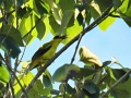 Black-naped oriole 2.jpg