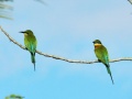 Blue-tailed bee-eater 11.jpg