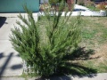 Rosemary0452.JPG