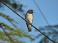 White-breasted woodswallow 2.jpg