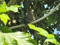 White-eared brown dove 3.jpg